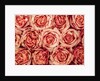 Background of roses by Assaf Frank